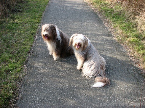 Bearded Collie Dogs On Road