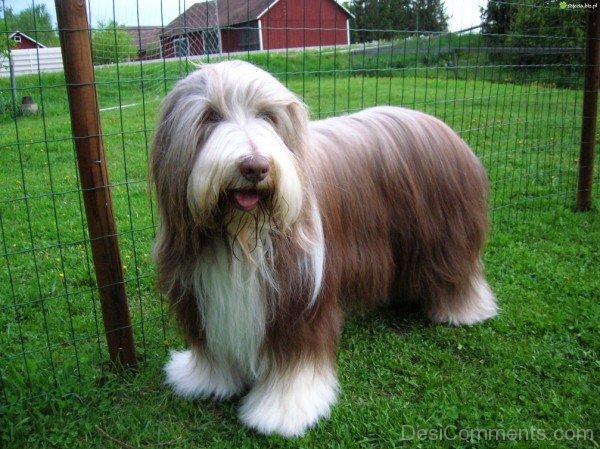 Bearded Collie Image-adb75669DC9DC69