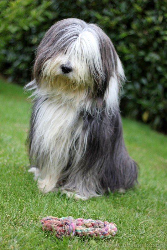 Bearded Collie In Park-adb75657DC9DC57