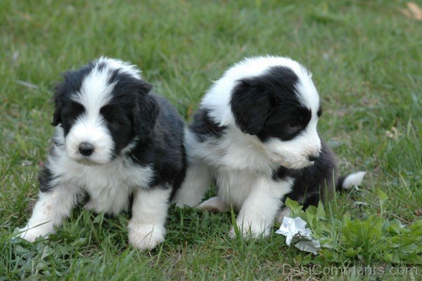 Bearded Collie Puppies-adb75668DC9DC68