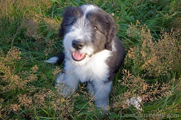 Bearded Collie