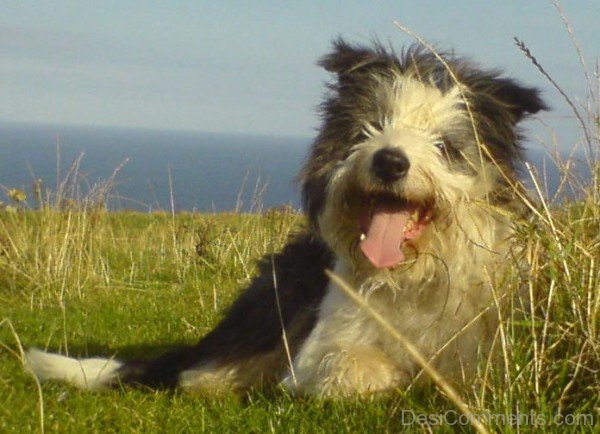 Bearded Collie Sitting-adb75614DC9DC15