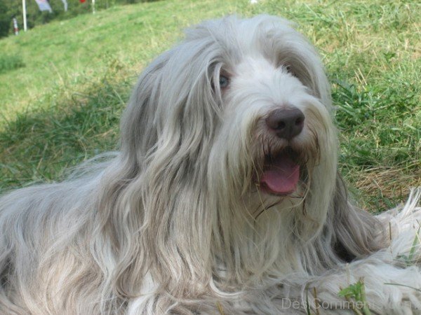 Bearded Collie White-adb75620DC9DC20