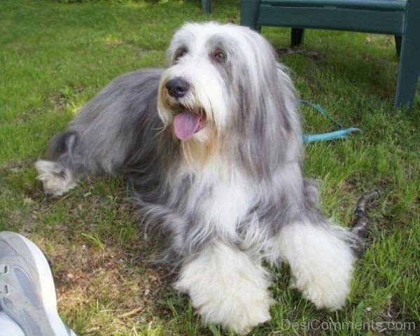 Bearded Collie-adb75608DC9DC08