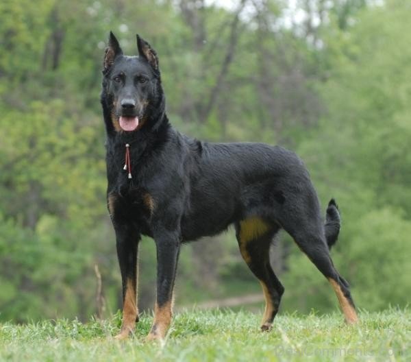 Beauce Dog Breed