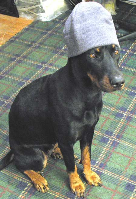 Beauce Dog Wearing Cap