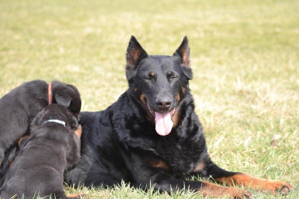Beauce Dog With Puppies-ADB09050DC0150