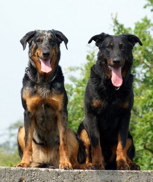 Beauce Dogs