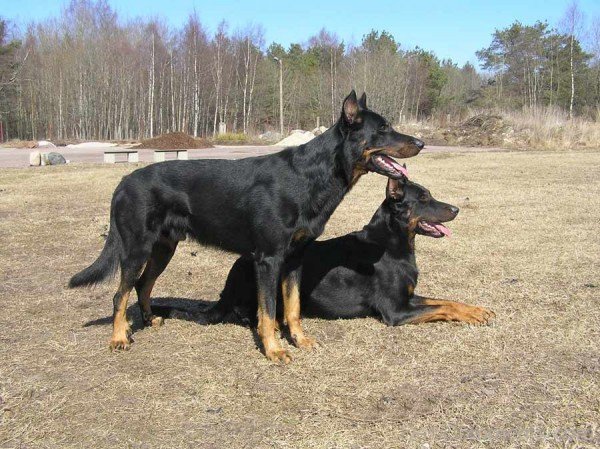 Beauce Dogs Image