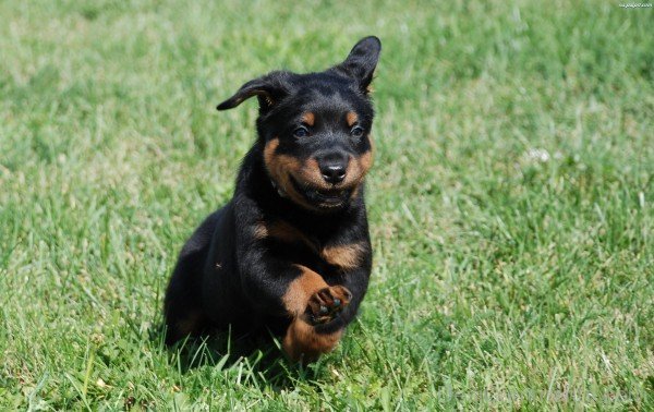 Beauce Puppy Running