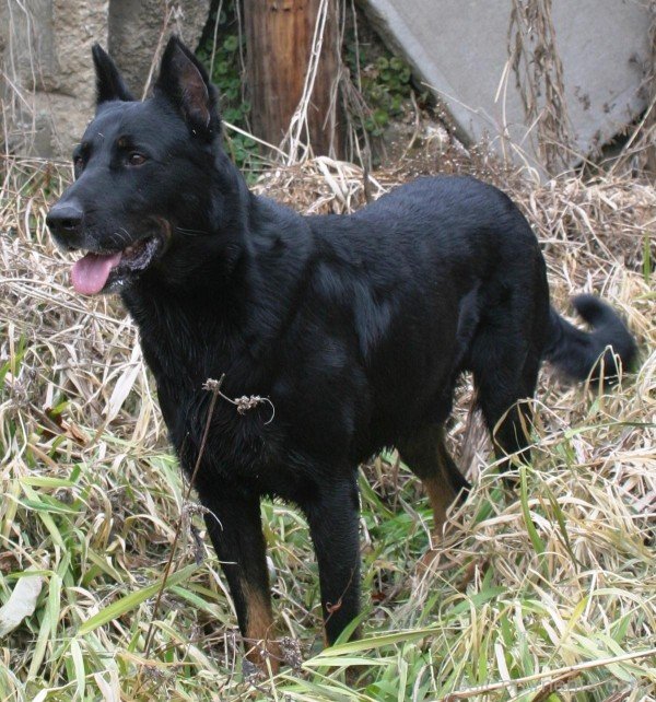 Beauce Shepherd