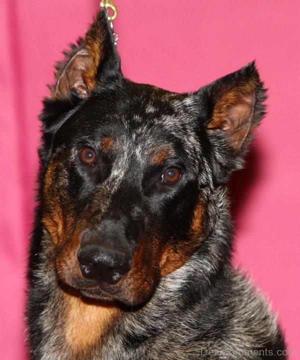 Beauce Shepherd Closeup-ADB09052DC0152