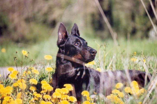 Beauce Sitting In Flower-ADB09024DC0125