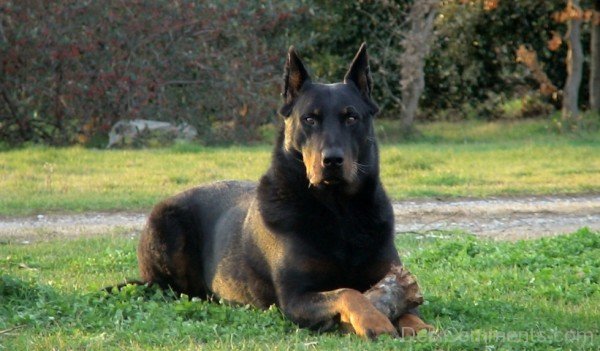 Beauce Sitting On Grass-ADB09054DC0153