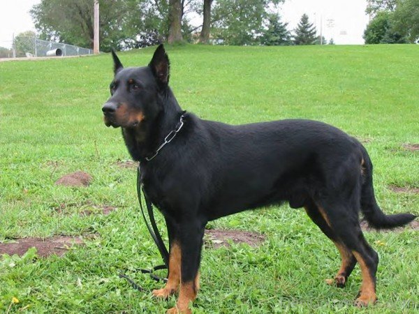 Beauceron Black Dog