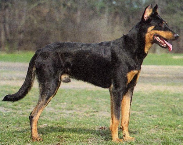 Beauceron Dog Breed-ADB09037DC0136