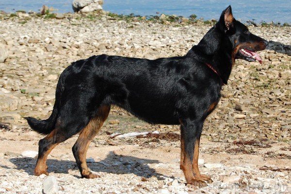 Beauceron Dog Near Lake-ADB09058DC0158