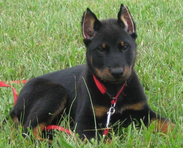 Beauceron Dog On Grass-ADB09036DC0137