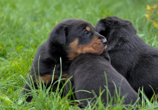 Beauceron Puppies-ADB09029DC0129