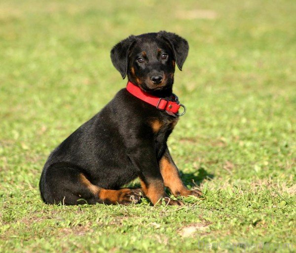 Beauceron Puppy-ADB09032DC0132