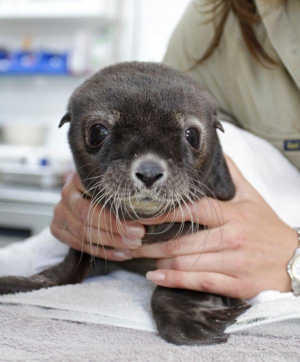 Beautiful Baby Sea Lion-db109