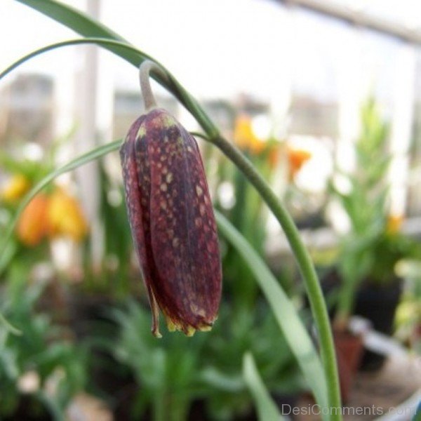 Beautiful Fritillaria Montana Flower-try503DCDesi05