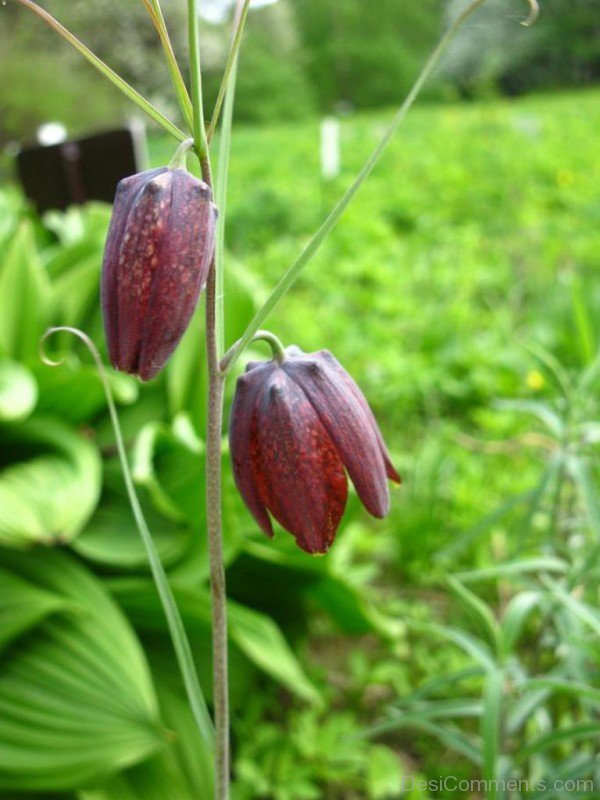 Beautiful Fritillaria Ruthenica Flowers-kju603DC0009