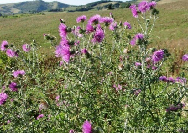 Beautiful Galactites Tomentosa Flowers-tub2303DC0710