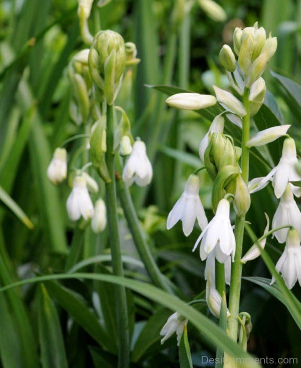 Beautiful Galtonai Candicans Flowers