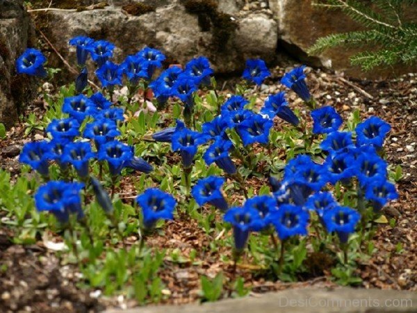 Beautiful Gentiana Acaulis Flowers-yui803DC12317