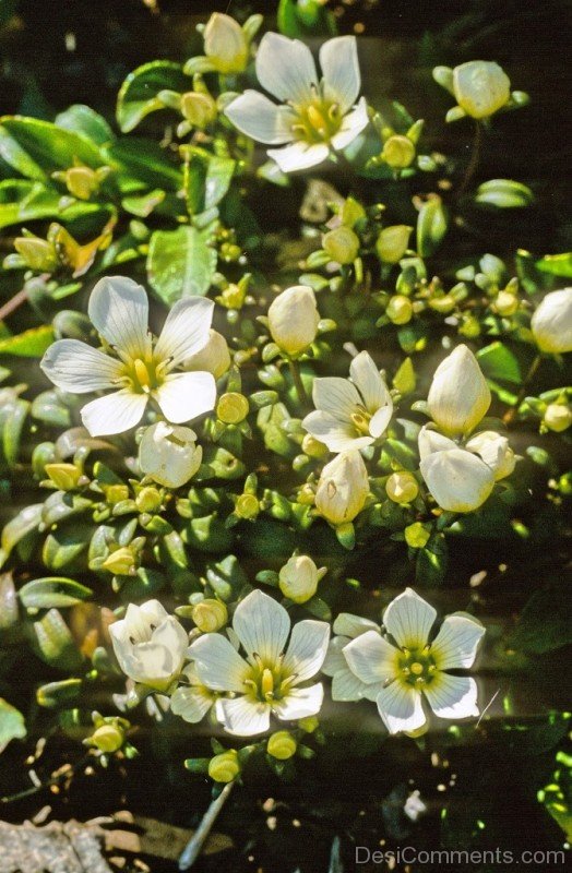 Beautiful Gentiana Saxosa Flowers