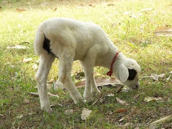 Beautiful Sheep Baby-DC021410