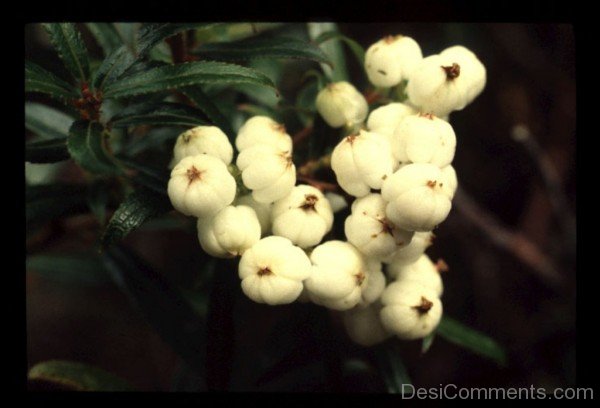 Beautiful Snow Berry Flowers