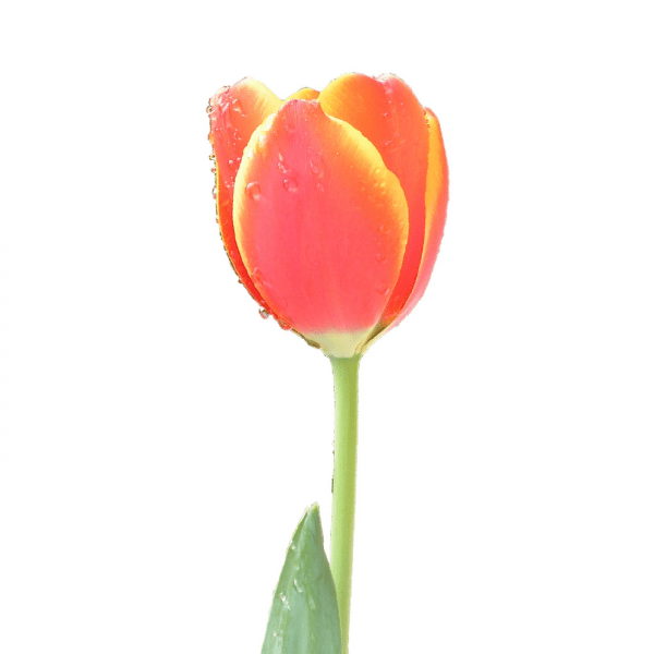 Beautiful Tulip Flower