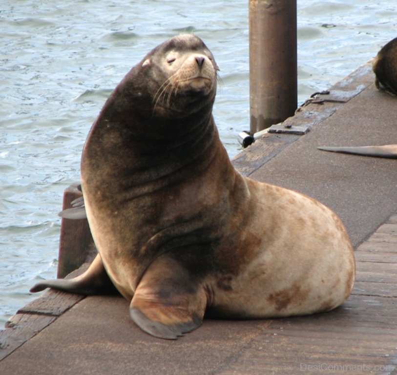 white sea lion