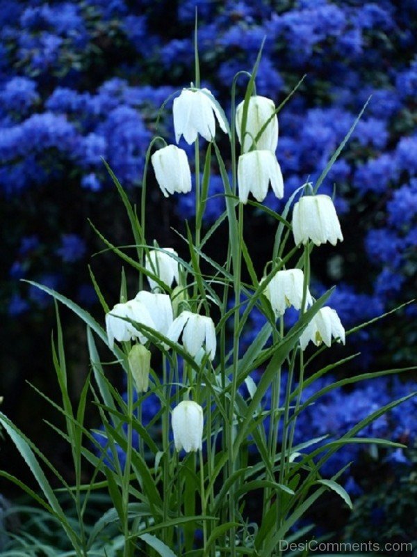 Beautiful White Snake's Head Fritillary Flowers-xse203DC12323