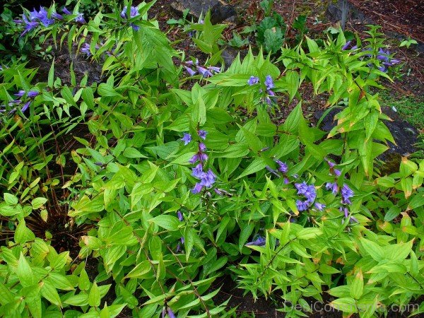 Beautiful Willow Gentian Flowers