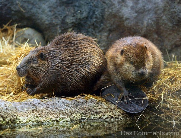 Beaver Image