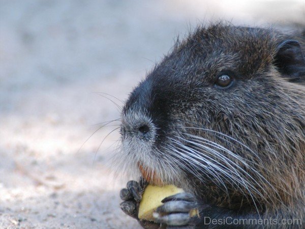 Beaver Eating -adb205desi05