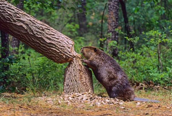 Beaver In Field -adb208desi09