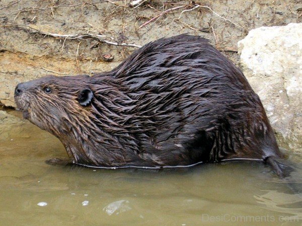 Beaver In Water -adb211desi12