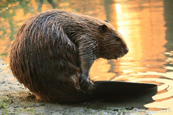 Beaver Near Water -adb214desi15