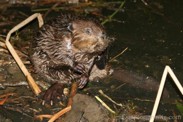 Beaver Sitting In Water -adb220desi21