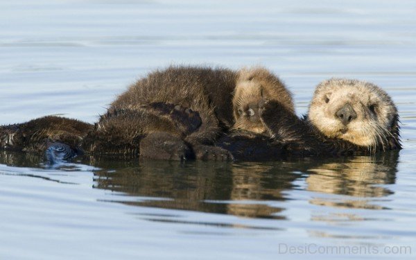 Beavers In Water