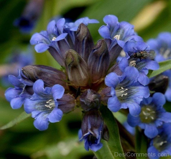 Bee Sitting On Dahurian Gentian