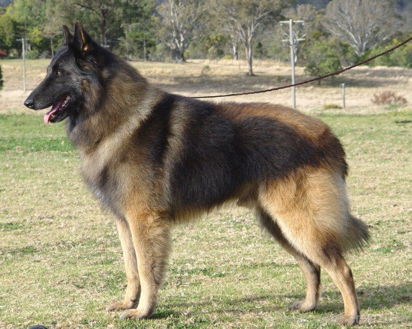 Belgian Shepherd Dog-ADB00229DC00DC29