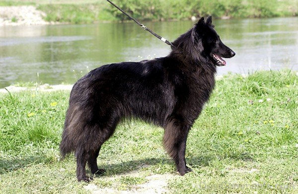 Belgian Shepherd Dog Near Lake-ADB00228DC00DC28