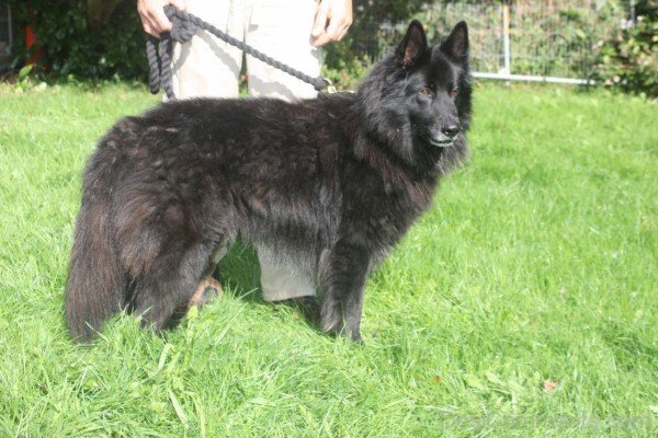 Belgian Shepherd Dog On Grass-ADB00220DC00DC20