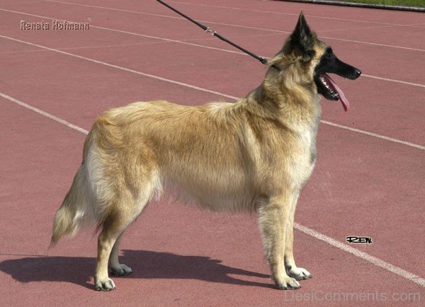 Belgian Shepherd Dog On Track-ADB00207DC00DC06