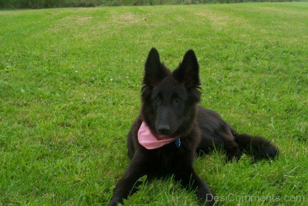 Belgian Shepherd Dog Sitting-ADB00230DC00DC30